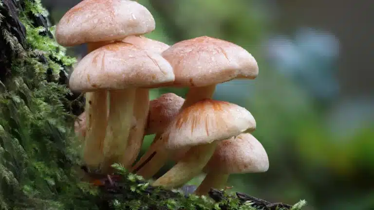 How Much Does Mushroom Therapy Cost Here’s What No One Tells You