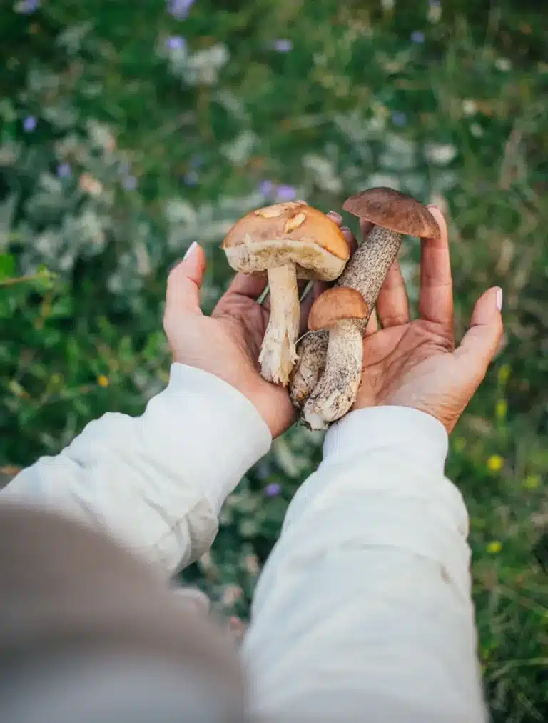 Hands holding freshly picked medicinal mushrooms symbolizing natural healing and guided mushroom therapy near El Monte.