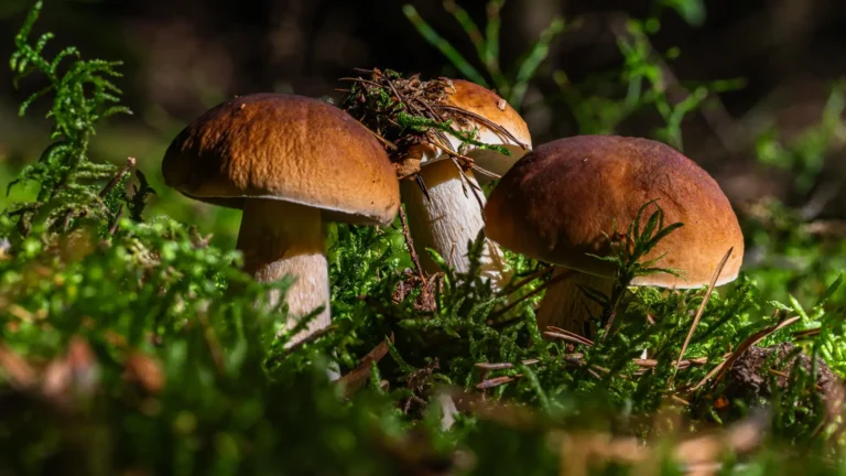 Daily Mushroom Routine