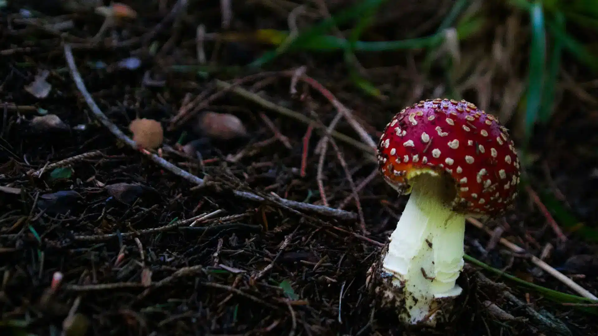 Variety of psilocybin mushrooms representing research into mental health and wellness benefits.