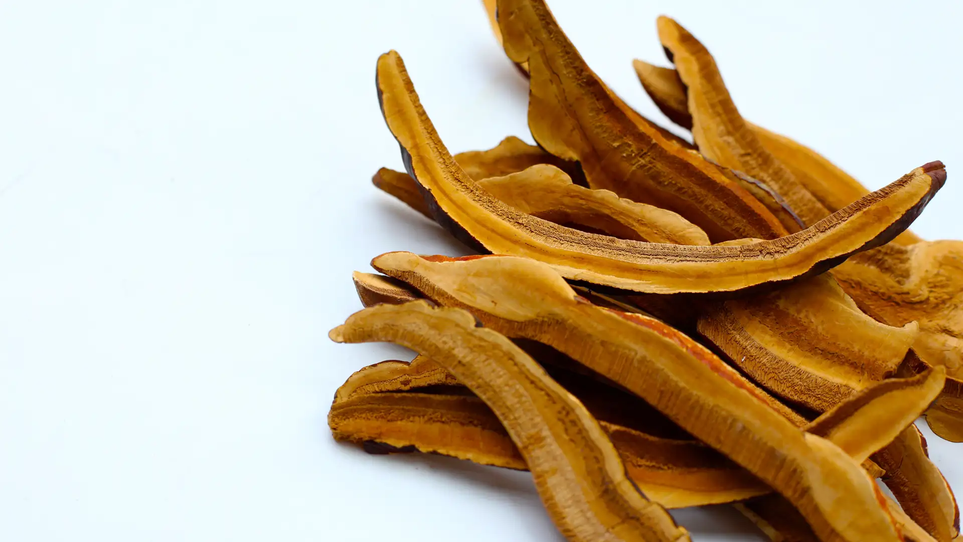 Medicinal reishi mushroom used for immune and wellness benefits