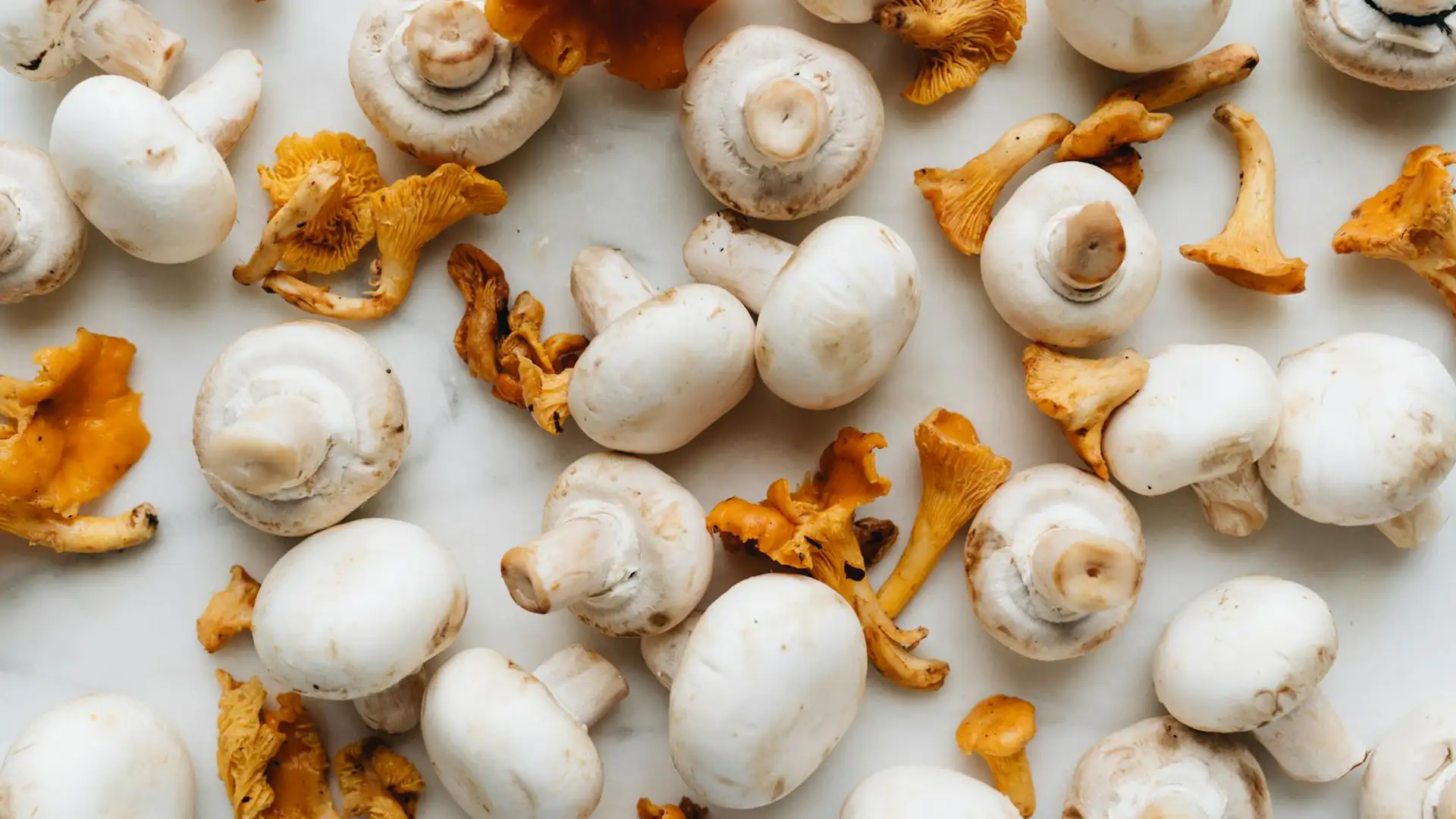Overview of functional mushrooms and their medicinal properties