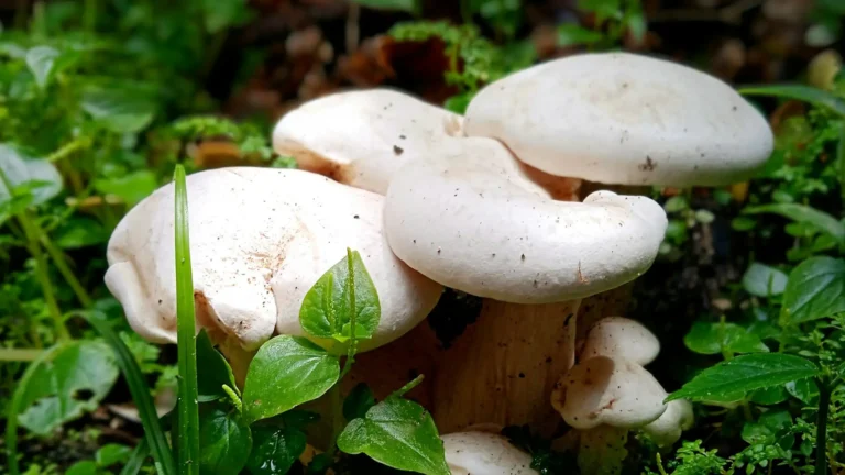 Natural medicinal mushrooms arranged for wellness therapy