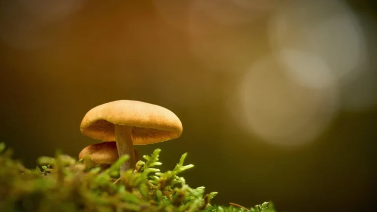 Why Los Angeles Medical Mushroom Therapy Is Changing the Way People Heal