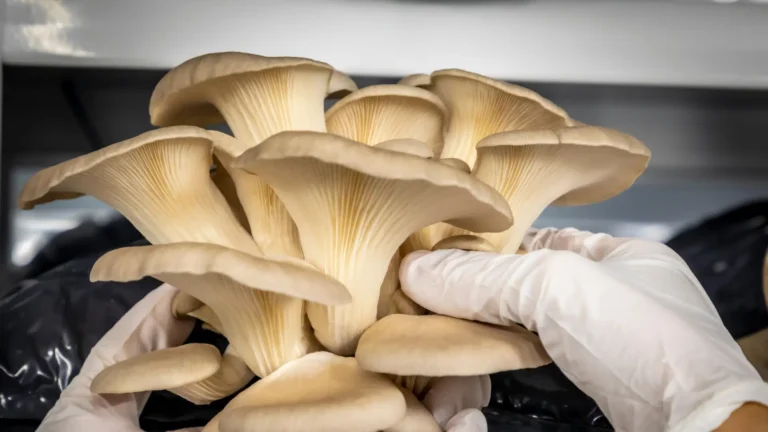 Medicinal mushrooms for depression