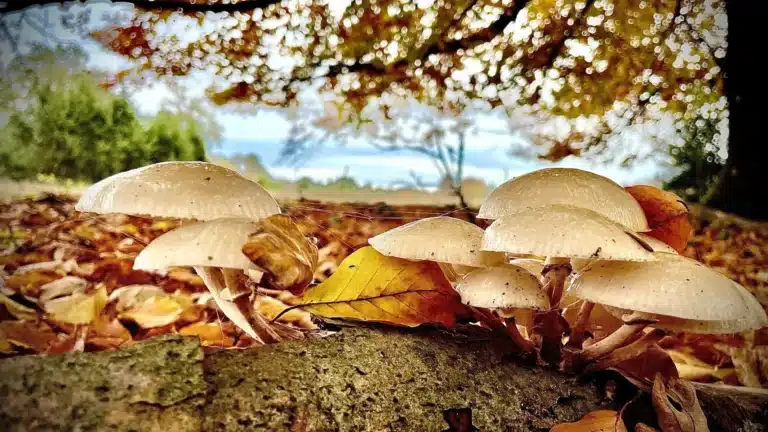 Educational visual about psilocybin therapy and traditional psychotherapy approaches.