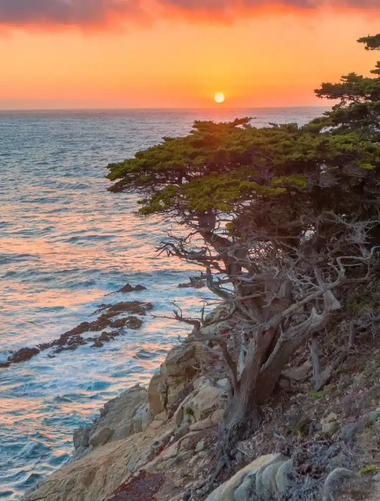 Guided mushroom therapy session at Medical Mushroom Healing Center in Monterey Park.